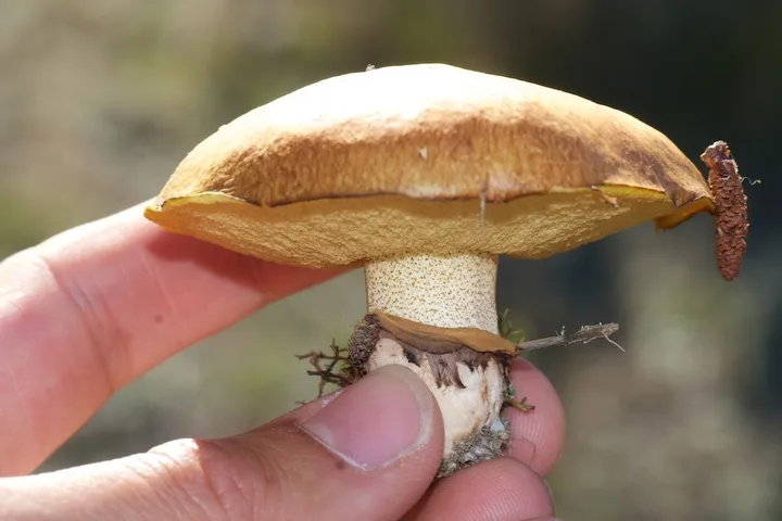 Foto yang diasosiasikan dengan Suillus luteus pada iNaturalist
