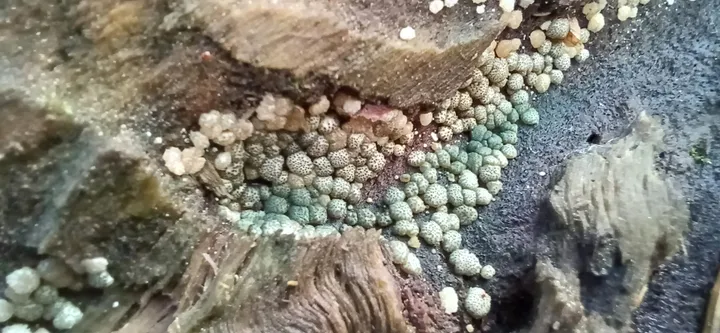 Foto yang diasosiasikan dengan Trichoderma strictipile pada iNaturalist