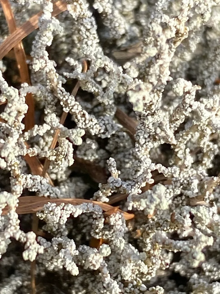 Foto yang diasosiasikan dengan Stereocaulon vesuvianum pada iNaturalist
