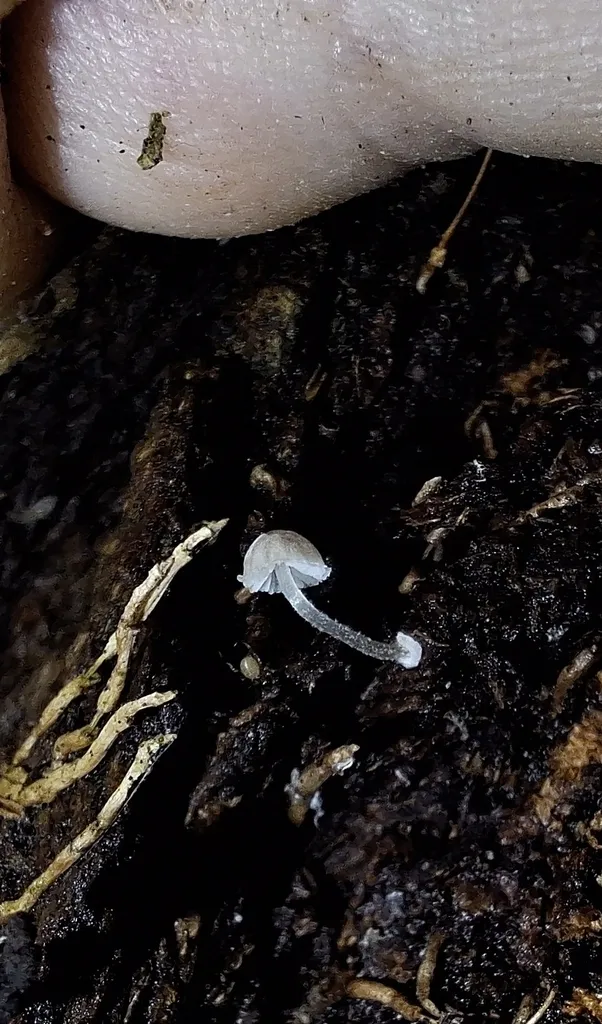Foto yang diasosiasikan dengan Mycena clavularis pada iNaturalist