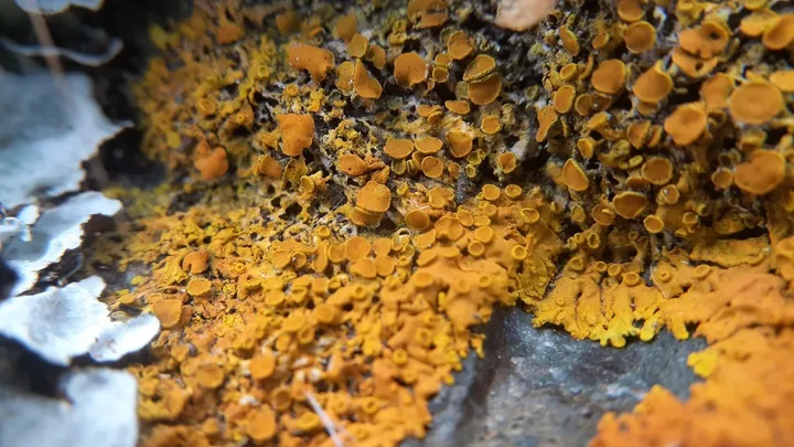 Foto yang diasosiasikan dengan Dufourea ligulata pada iNaturalist