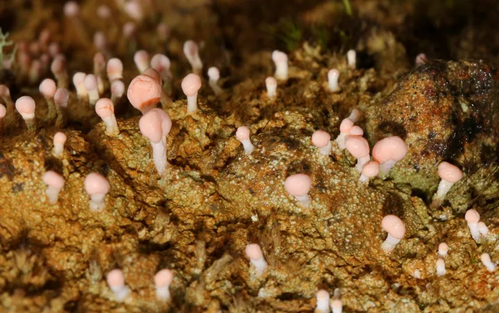 Foto yang diasosiasikan dengan Dibaeis baeomyces pada iNaturalist
