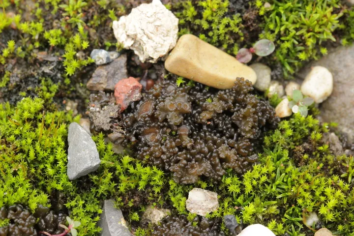 Foto yang diasosiasikan dengan Enchylium tenax pada iNaturalist