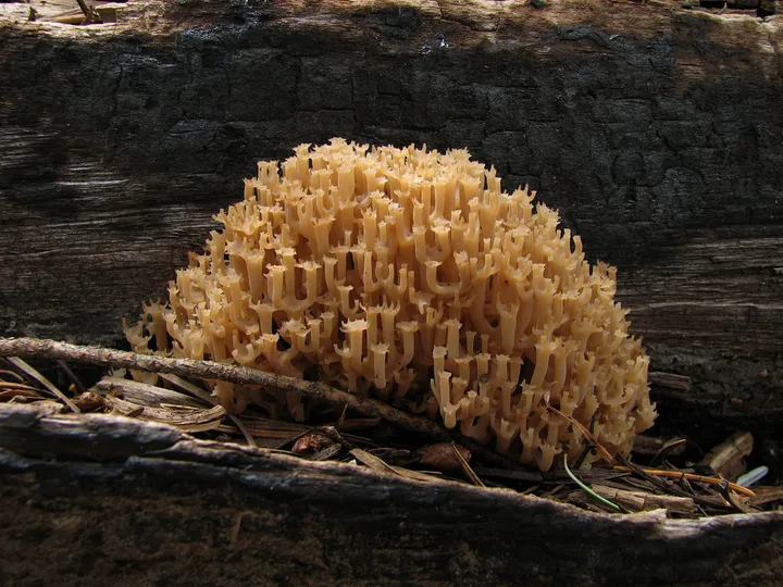 Foto yang diasosiasikan dengan Artomyces pyxidatus pada iNaturalist