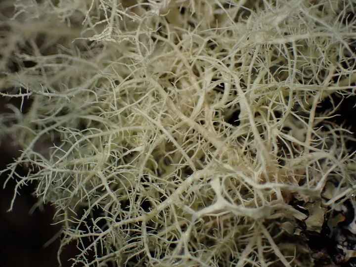 Foto yang diasosiasikan dengan Usnea glabrata pada iNaturalist