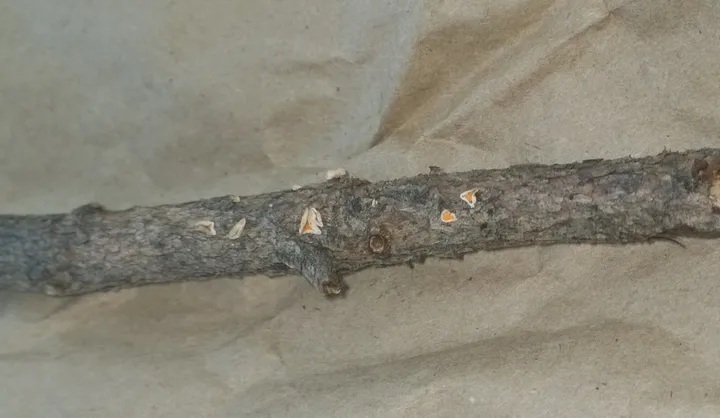 Foto yang diasosiasikan dengan Lachnellula suecica pada iNaturalist