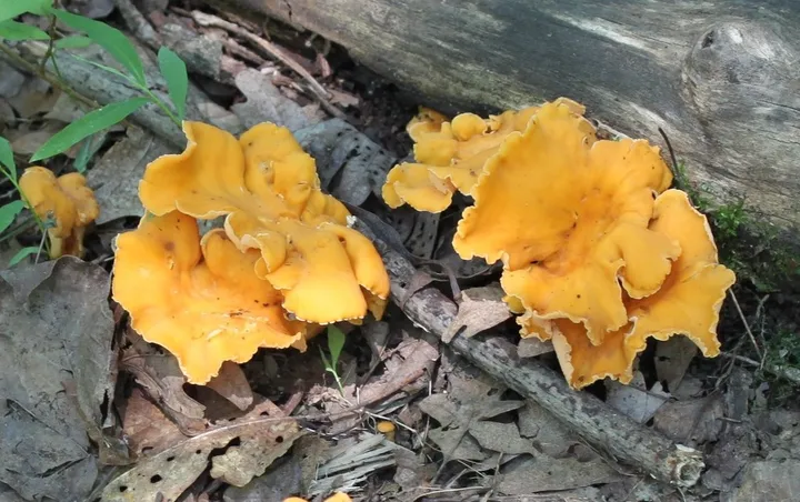 Foto yang diasosiasikan dengan Cantharellus lateritius pada iNaturalist
