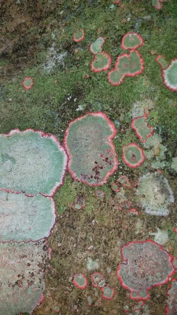 Foto yang diasosiasikan dengan Herpothallon rubrocinctum pada iNaturalist