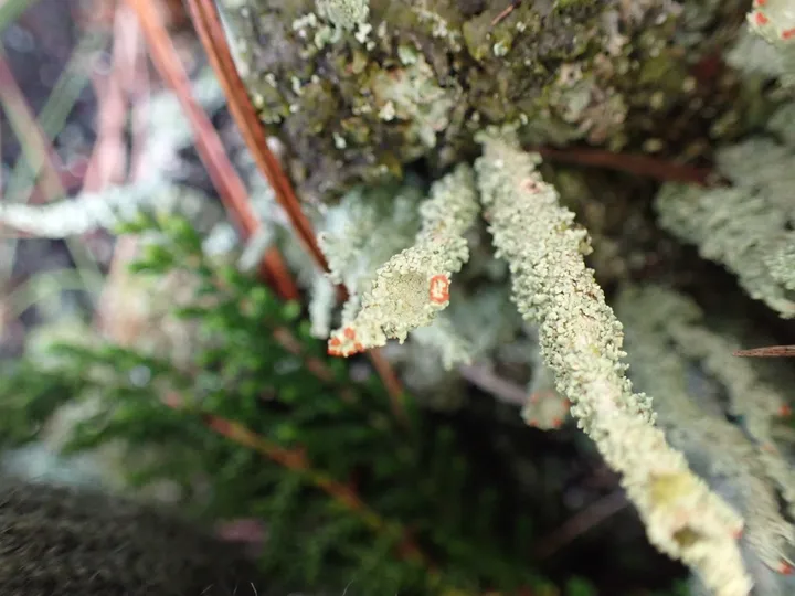 Foto yang diasosiasikan dengan Cladonia bellidiflora pada iNaturalist