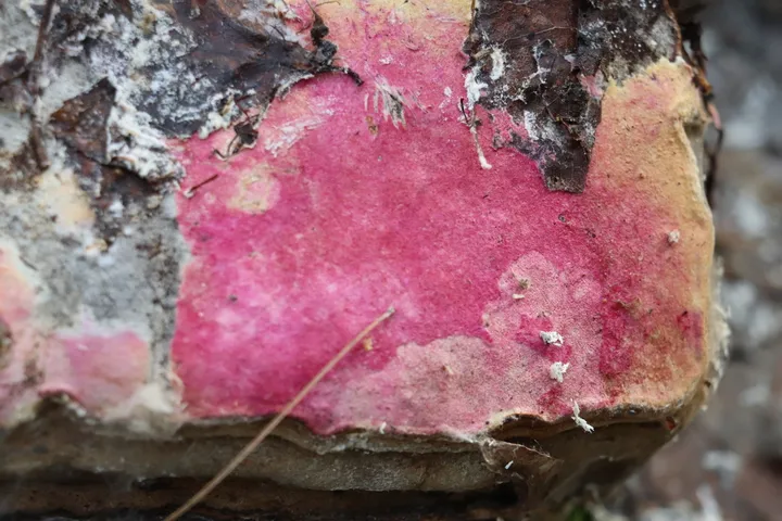 Foto yang diasosiasikan dengan Hypomyces rosellus pada iNaturalist