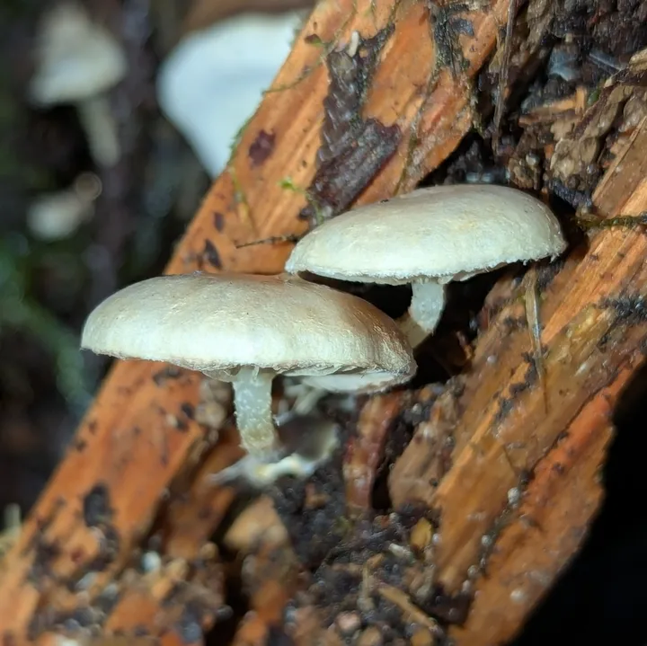 Foto yang diasosiasikan dengan Pholiota scamba pada iNaturalist