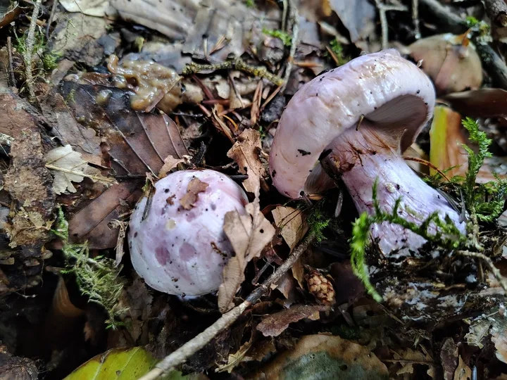 Foto yang diasosiasikan dengan Calonarius dibaphus pada iNaturalist
