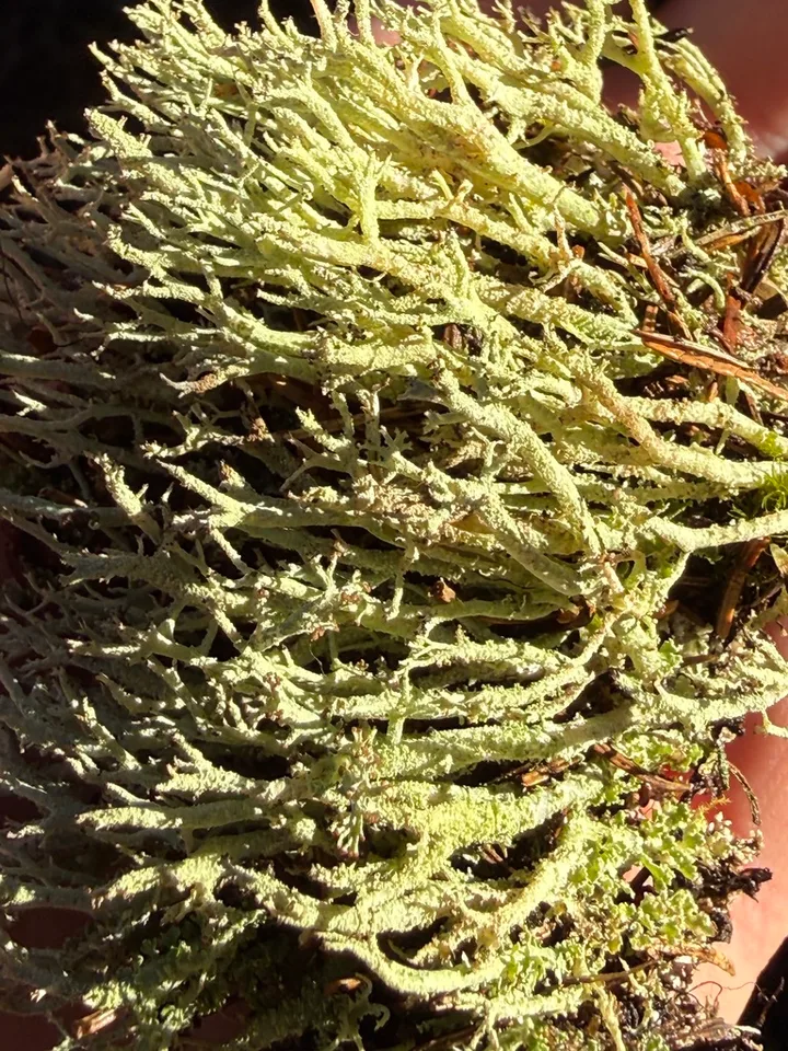 Foto yang diasosiasikan dengan Cladonia scabriuscula pada iNaturalist