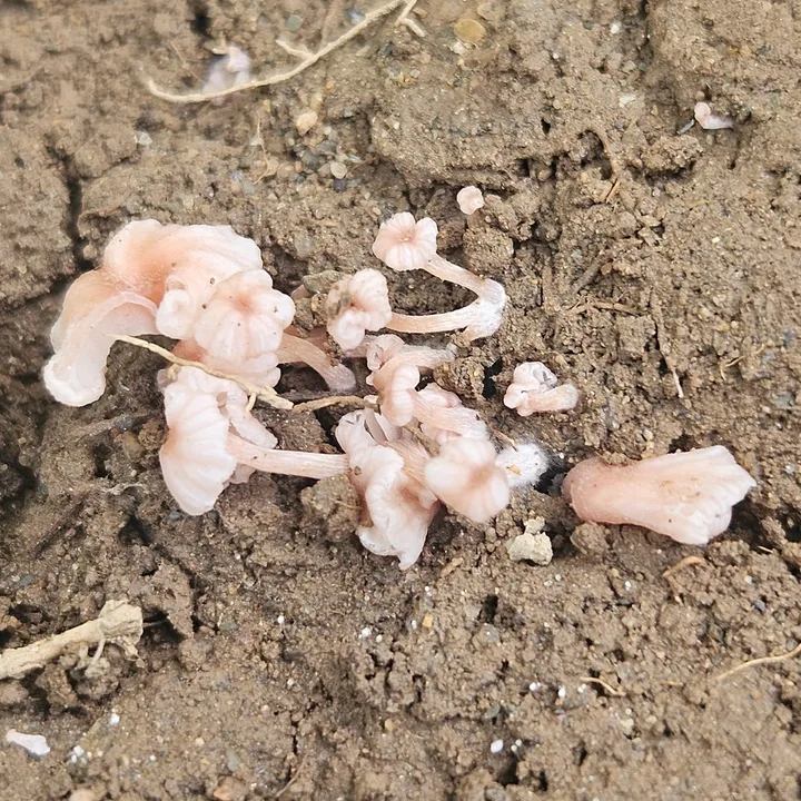 Foto yang diasosiasikan dengan Contumyces rosellus pada iNaturalist