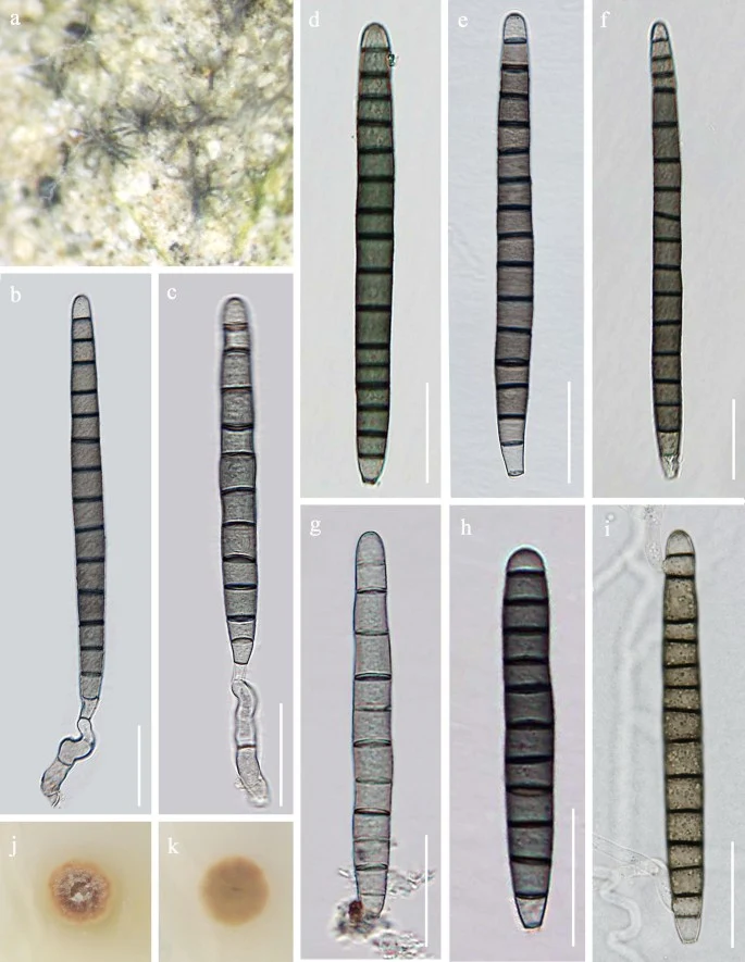 Pelat ilmiah Camposporium pellucidum menurut sumber