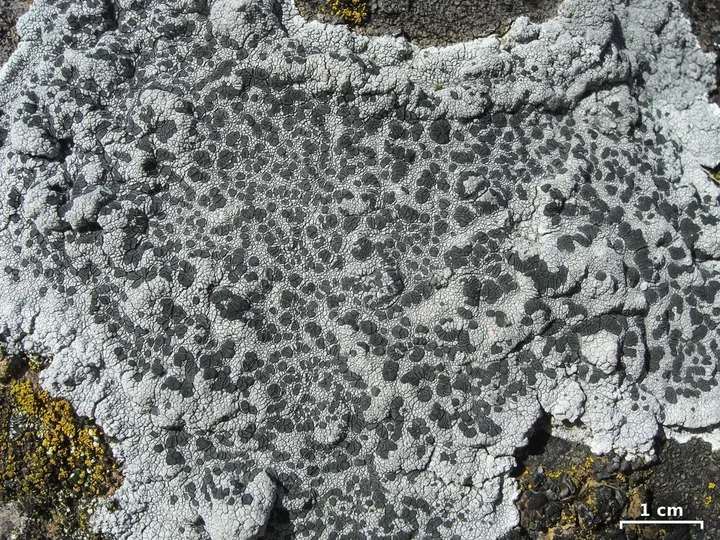Foto yang diasosiasikan dengan Lecidea tessellata pada iNaturalist