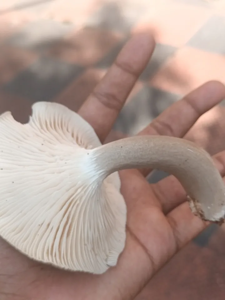 Foto yang diasosiasikan dengan Cantharocybe virosa pada iNaturalist