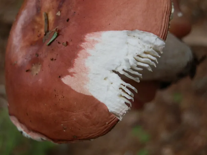 Foto yang diasosiasikan dengan Russula veternosa pada iNaturalist