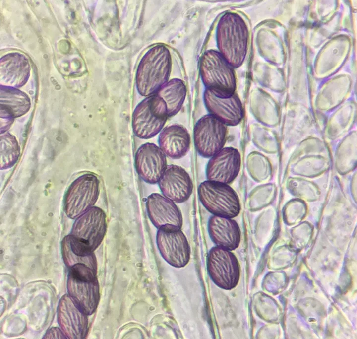 Foto yang diasosiasikan dengan Ascobolus crenulatus pada iNaturalist
