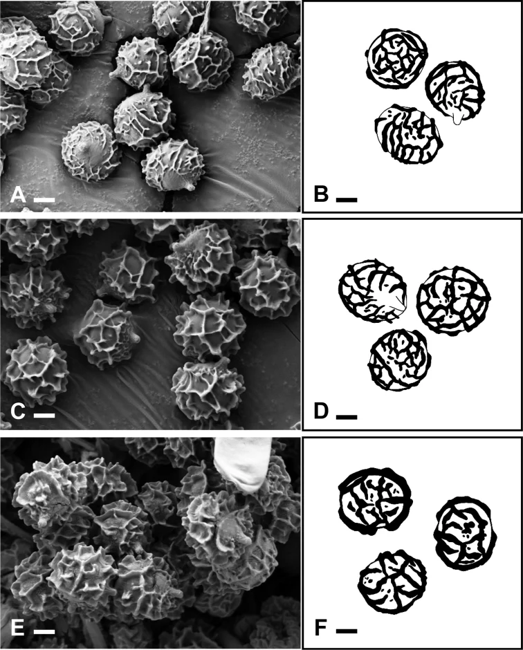 Mikrograf SEM dan gambar basidiospora Russula bella pada panel A–B; panel lain menunjukkan takson pembanding.