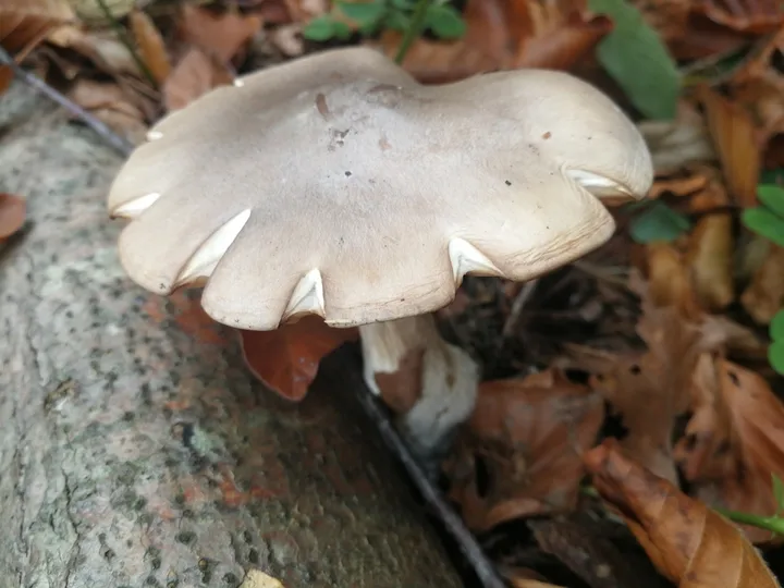 Foto yang diasosiasikan dengan Clitocybe nebularis pada iNaturalist