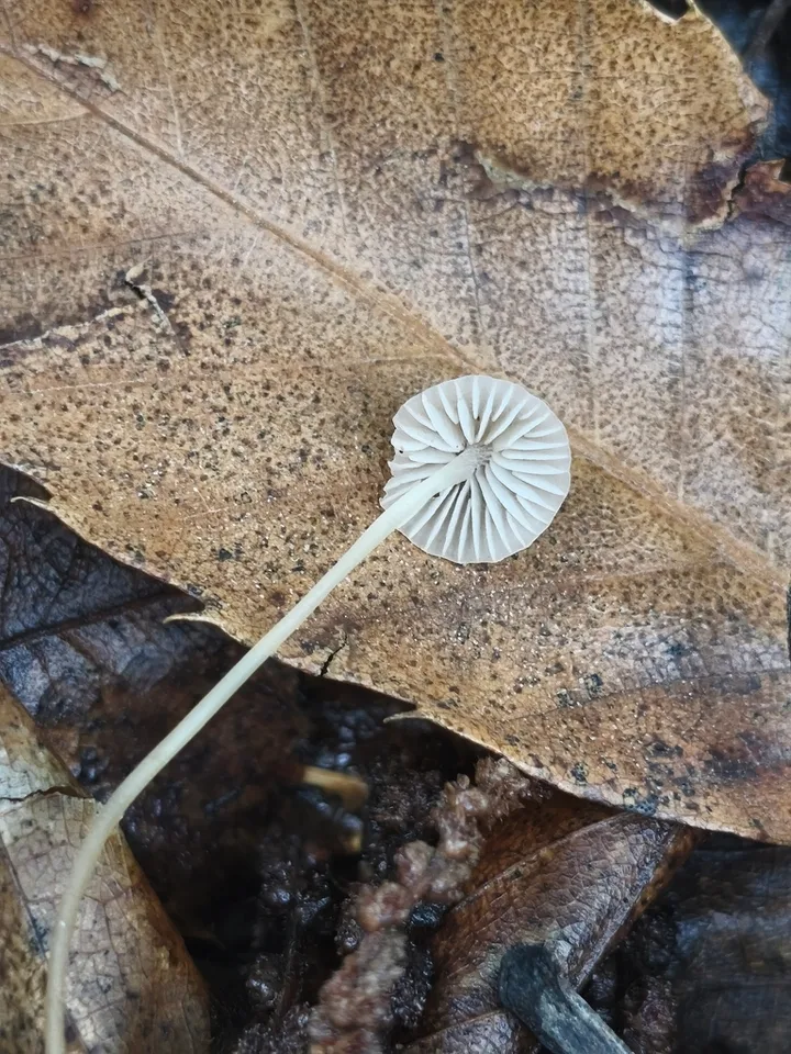 Foto yang diasosiasikan dengan Atheniella flavoalba pada iNaturalist