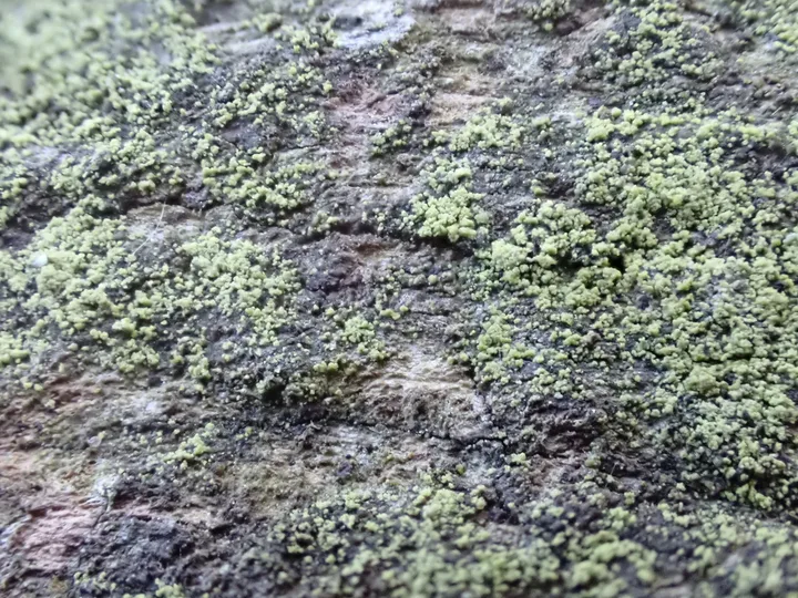 Foto yang diasosiasikan dengan Micarea viridileprosa pada iNaturalist