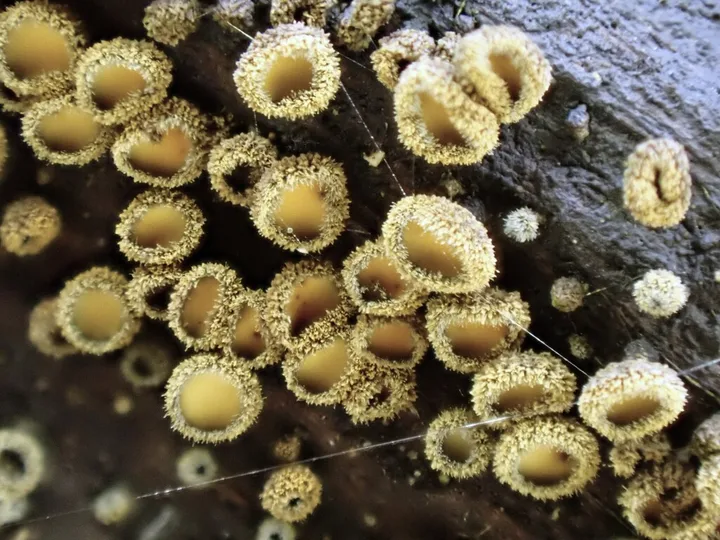 Foto yang diasosiasikan dengan Merismodes anomala pada iNaturalist