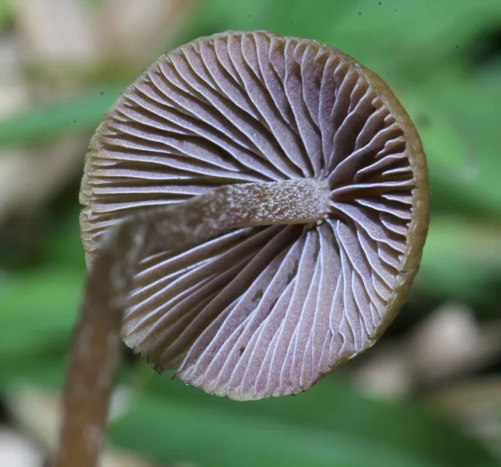 Foto yang diasosiasikan dengan Psilocybe mexicana pada iNaturalist