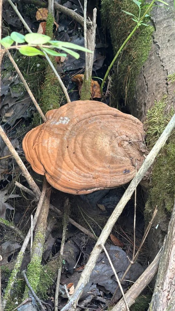 Foto yang diasosiasikan dengan Ganoderma applanatum pada iNaturalist