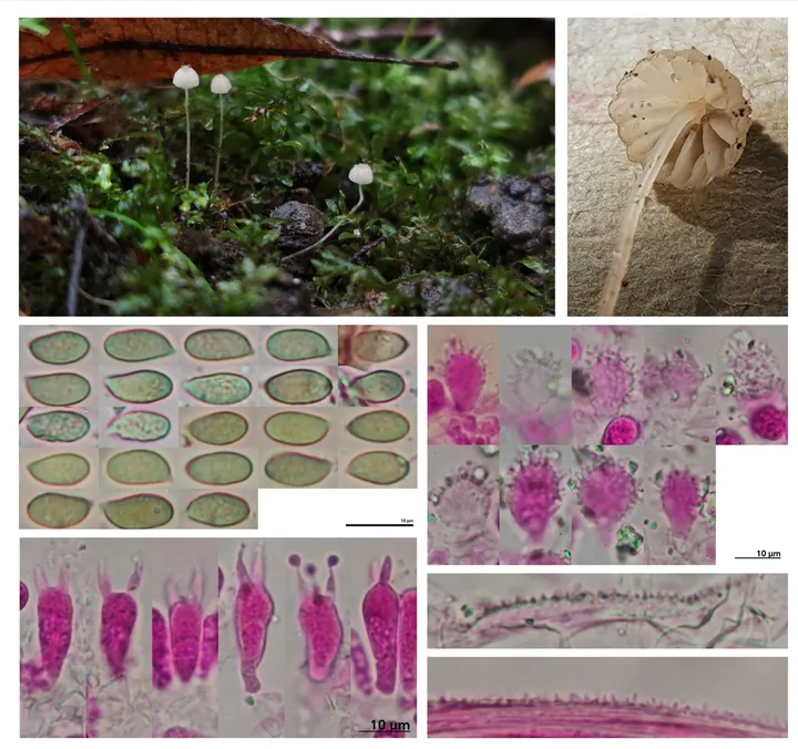 Pelat komposit tubuh buah dan struktur mikroskopis yang diasosiasikan dengan Mycena mirata oleh sumber