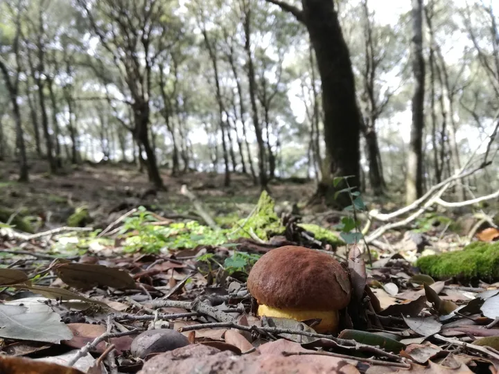 Foto yang diasosiasikan dengan Leccinellum lepidum pada iNaturalist