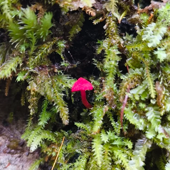 Foto yang diasosiasikan dengan Cortinarius vinicolor pada iNaturalist