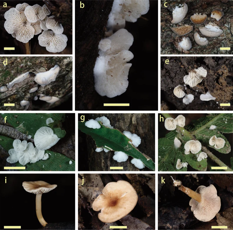 Pelat komparatif basidioma: Clitopilus baronii pada a–d, dengan spesies pembanding pada e–k