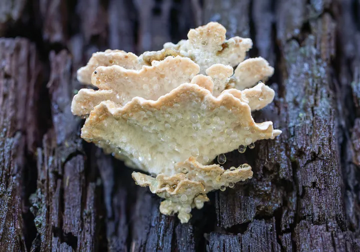 Foto yang diasosiasikan dengan Ryvardenia campyla pada iNaturalist