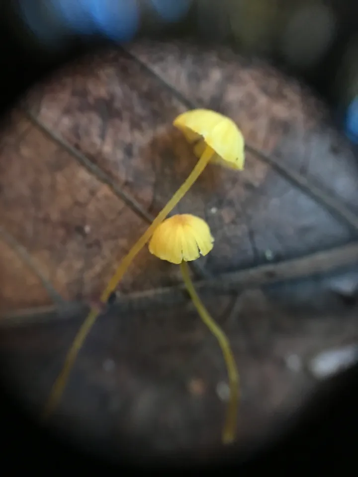 Foto yang diasosiasikan dengan Hemimycena oregonensis pada iNaturalist