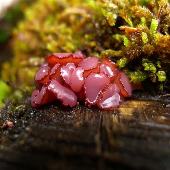 Foto yang diasosiasikan dengan Ascocoryne sarcoides pada iNaturalist