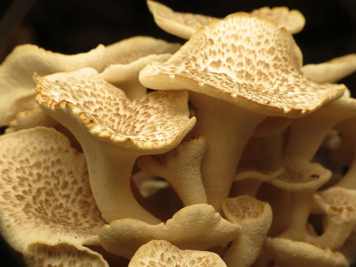 Foto yang diasosiasikan dengan Polyporus umbellatus pada iNaturalist
