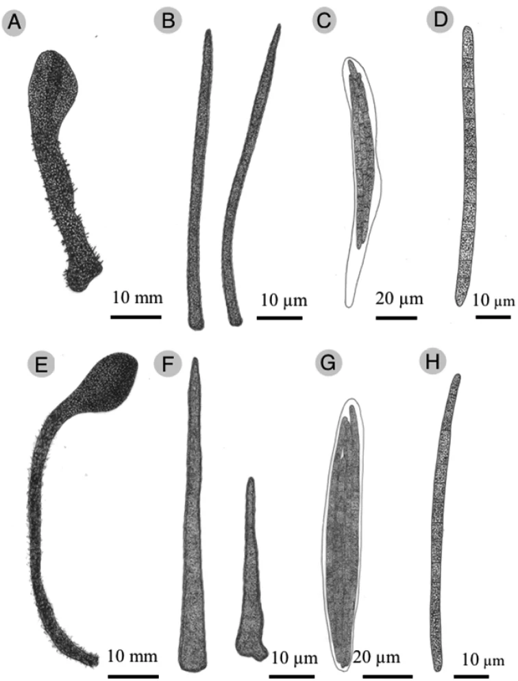 Pelat komparatif Trichoglossum: T. caespitosum pada A–D, T. tropicale pada E–H