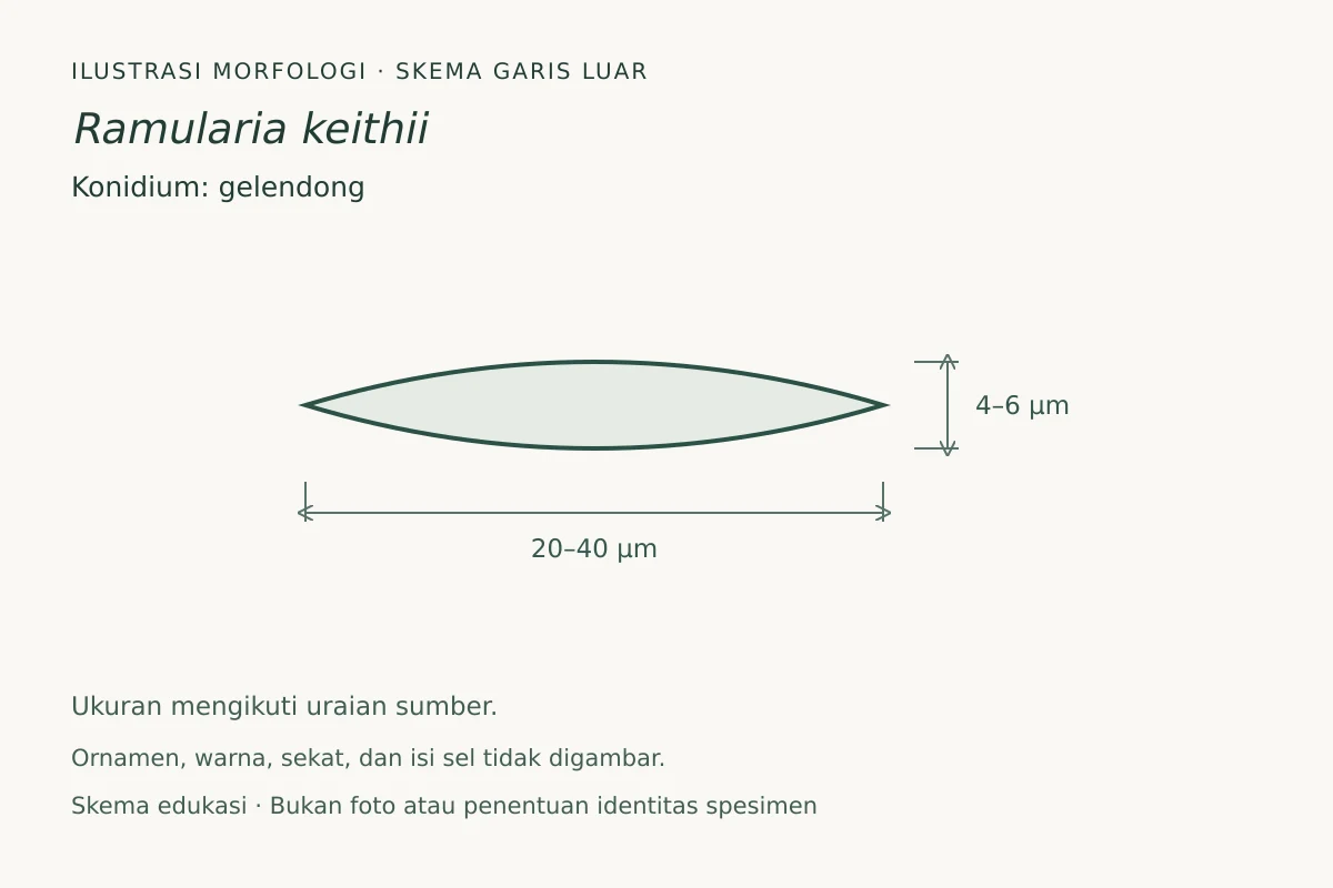 Skema garis luar konidium Ramularia keithii: gelendong, ukuran 20–40 × 4–6 µm