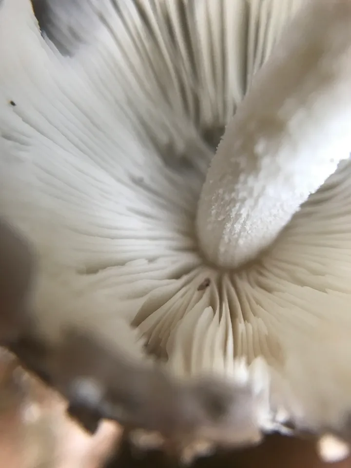 Foto yang diasosiasikan dengan Bolbitius bisporus pada iNaturalist