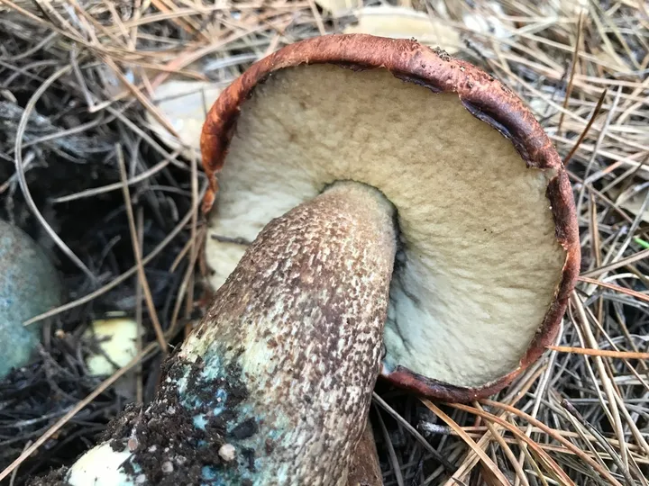 Foto yang diasosiasikan dengan Leccinum manzanitae pada iNaturalist