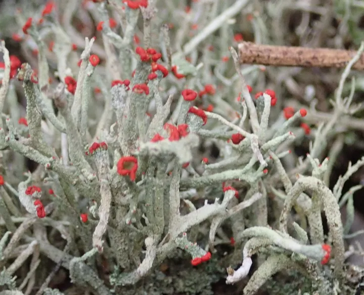 Foto yang diasosiasikan dengan Cladonia floerkeana pada iNaturalist