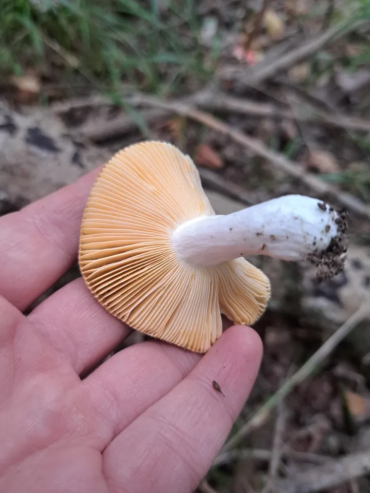 Foto yang diasosiasikan dengan Russula cuprea pada iNaturalist