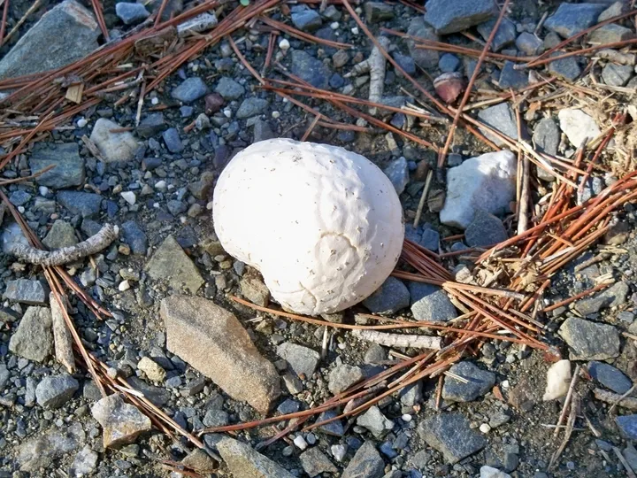 Foto yang diasosiasikan dengan Lycoperdon dermoxanthum pada iNaturalist