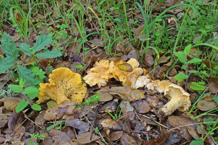 Foto yang diasosiasikan dengan Cantharellus pallens pada iNaturalist
