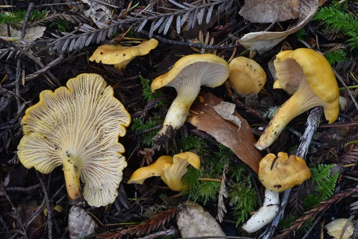 Foto yang diasosiasikan dengan Cantharellus formosus pada iNaturalist