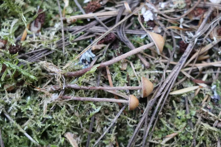 Foto yang diasosiasikan dengan Deconica phyllogena pada iNaturalist
