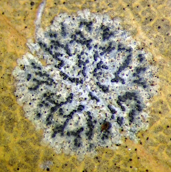 Foto yang diasosiasikan dengan Strigula novae-zelandiae pada iNaturalist