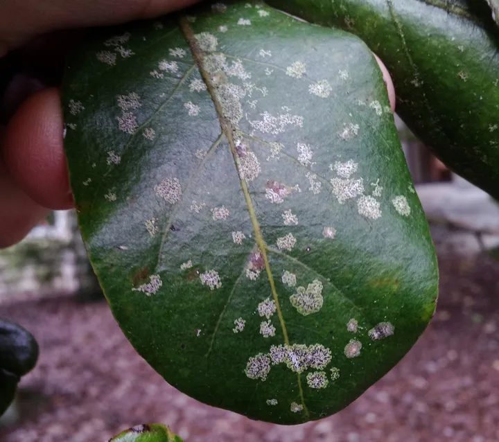 Foto yang diasosiasikan dengan Strigula novae-zelandiae pada iNaturalist